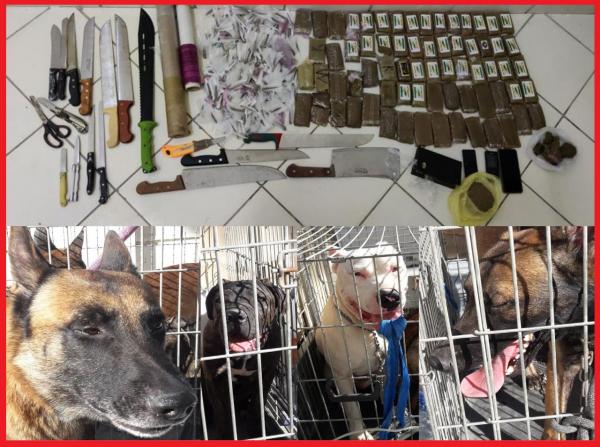 أمن طنجة يطيح بعصابة خطيرة ويحجز كميات من المخدرات وكلاب شرسة يستعملها أفرادها في عملياتهم